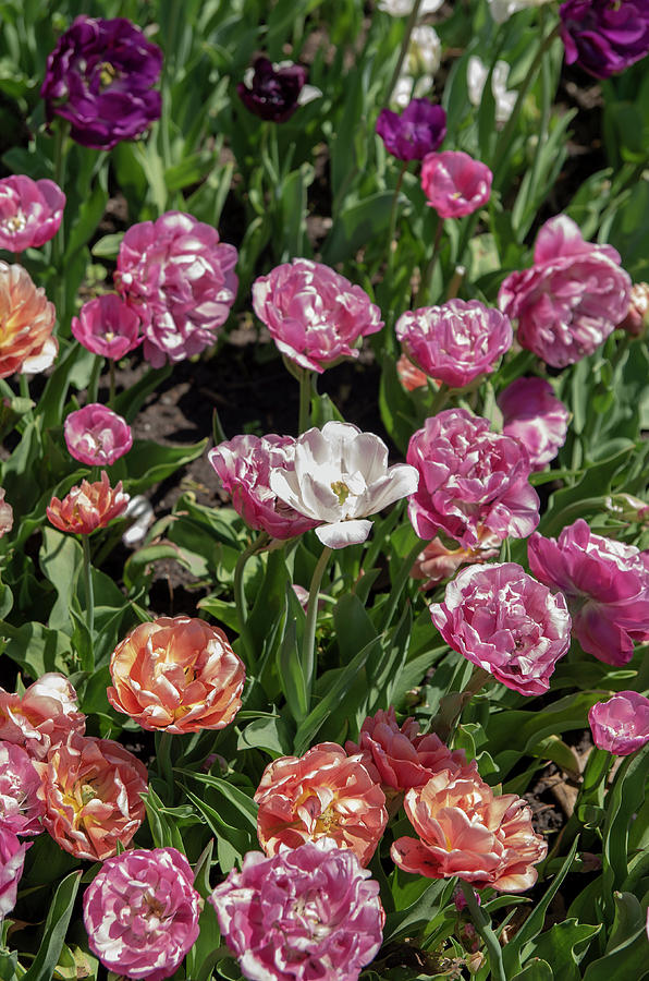 2018 Tulip Festival 35 Photograph by Bob Corson - Fine Art America