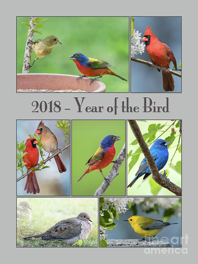 2018 Year of the Bird Photograph by Bonnie Barry