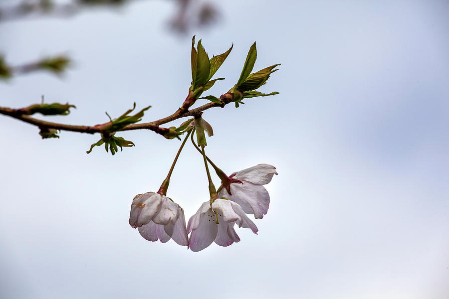 Cherry Blossoms #202 Photograph by Robert Ullmann