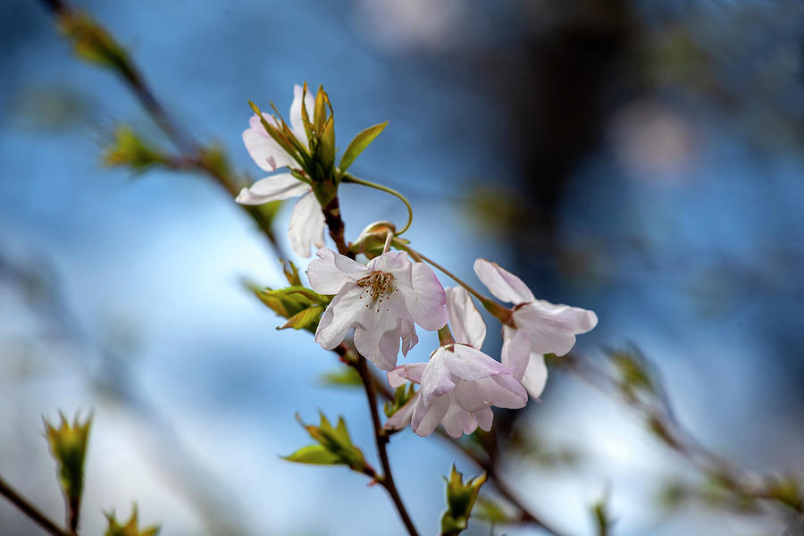 Cherry Blossoms #203 Photograph by Robert Ullmann