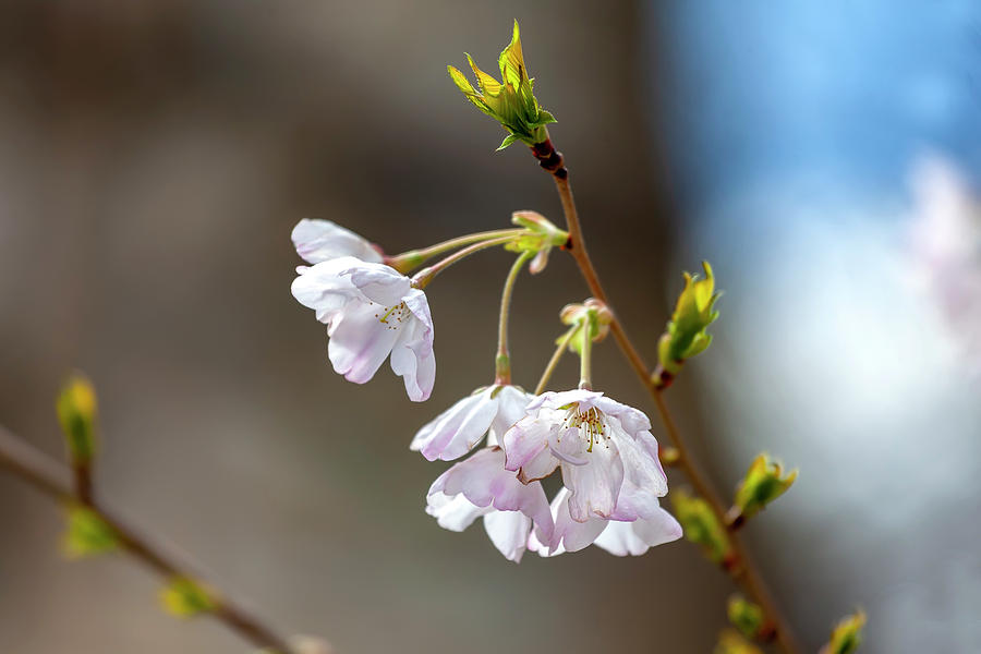 Cherry Blossoms #204 Photograph by Robert Ullmann