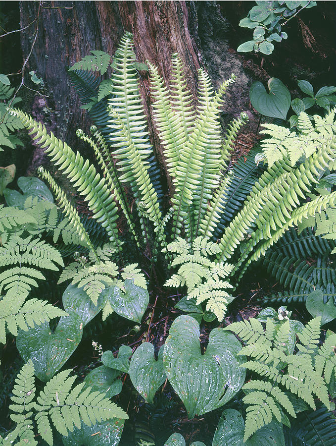 204750 Ferns in Rain Forest Photograph by Ed Cooper Photography