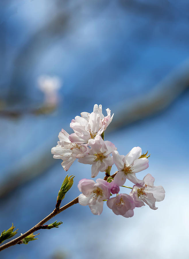 Cherry Blossoms #205 Photograph by Robert Ullmann