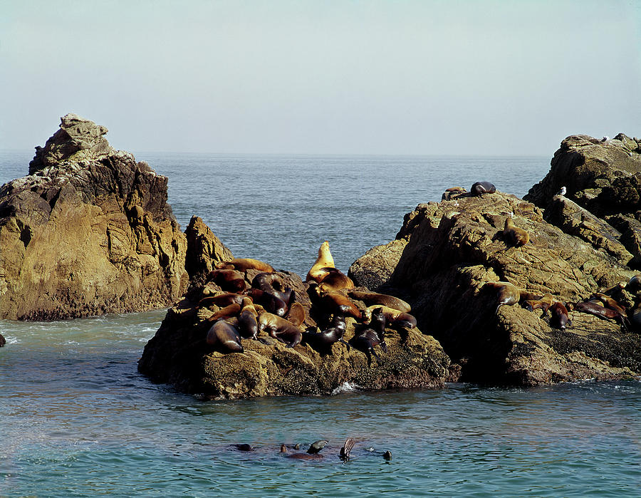 206039 California Sea Lions at Point Reyes  Photograph by Ed  Cooper Photography