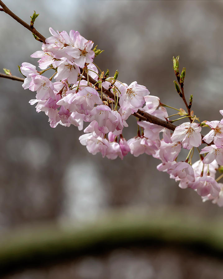 Cherry Blossoms #208 Photograph by Robert Ullmann