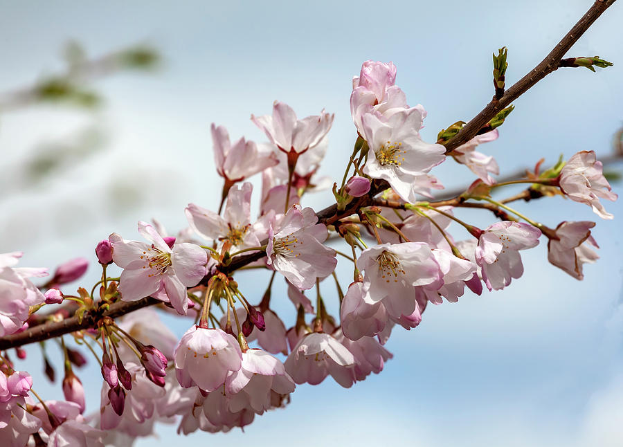 Cherry Blossoms #209 Photograph by Robert Ullmann