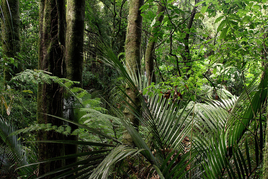 Jungle #209 Photograph by Les Cunliffe