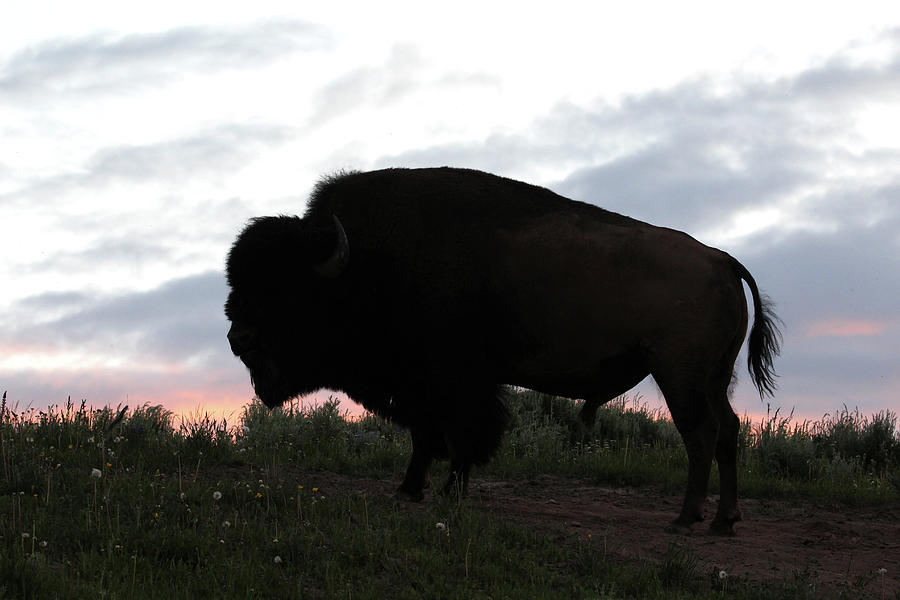 American Bison Yellowstone USA #21 Photograph by Bob Savage