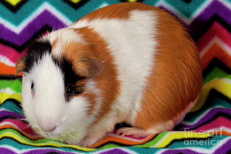 American Guinea Pigs - Cavia porcellus #21 Photograph by Anthony Totah
