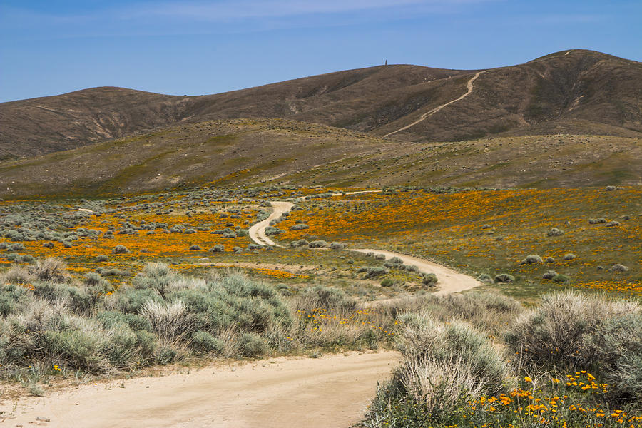 Antelope Valley Poppy Reserve by Beth Taylor Antelope Valley Poppy Reserve by Beth Taylor
