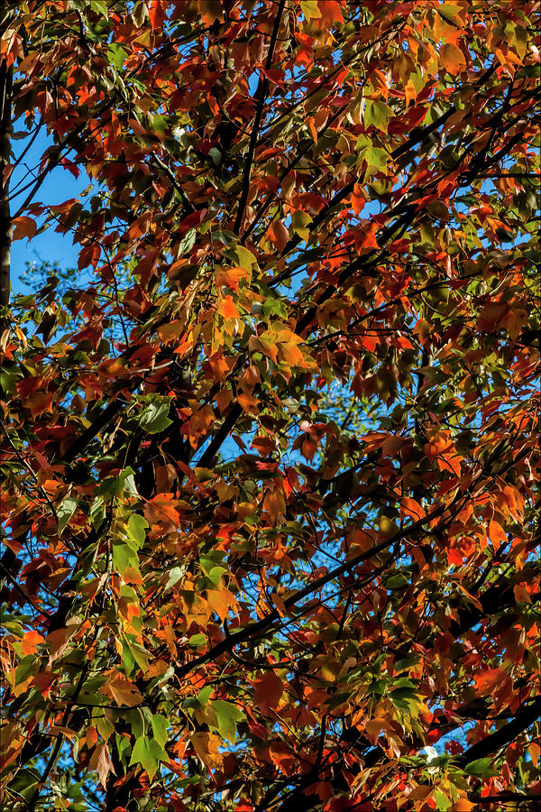 Autumn Leaves #21 Photograph by Robert Ullmann