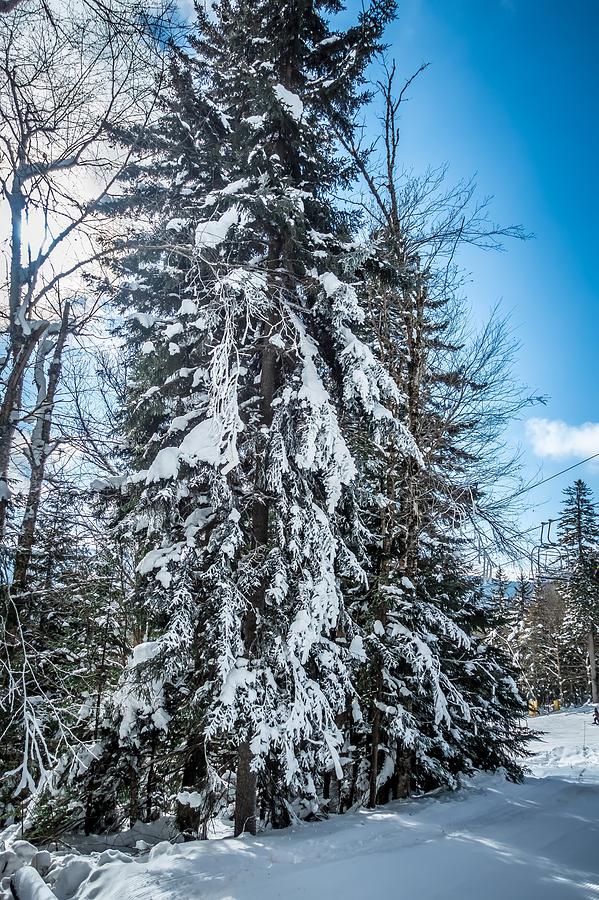 Beautiful Nature And Scenery Around Snowshoe Ski Resort In Cass  #21 Photograph by Alex Grichenko