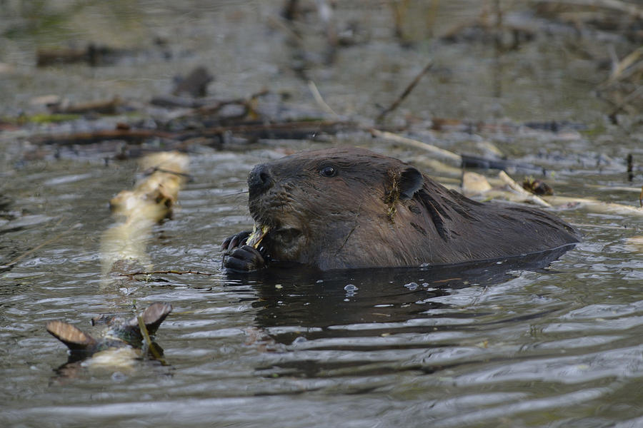 Beaver in the water Photograph by Mark Wallner - Fine Art America