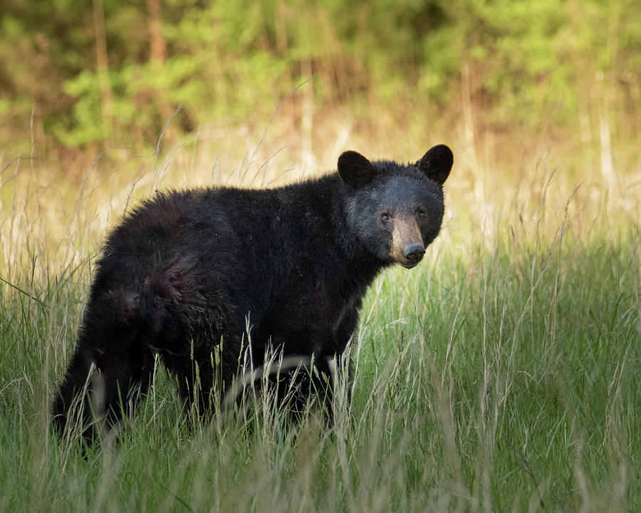 Black Bear #21 Photograph by Mary Jo Cox