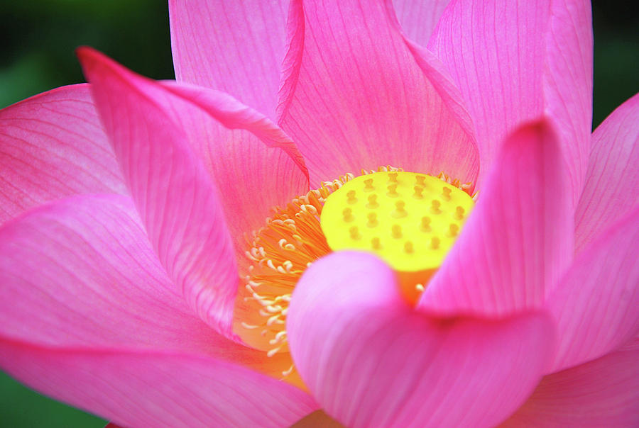 Blossoming lotus flower closeup #21 Photograph by Carl Ning