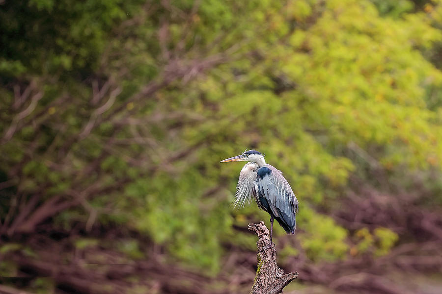 Blue Heron #21 Photograph by Peter Lakomy