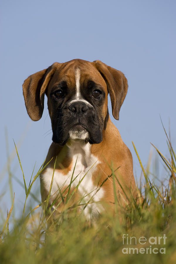 Dog Photograph - Boxer Puppy #21 by Jean-Louis Klein & Marie-Luce Hubert