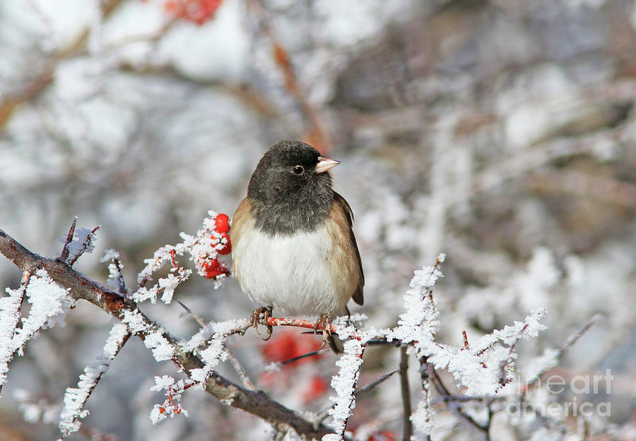 Dark-eyed Junco #21 Photograph by Gary Wing