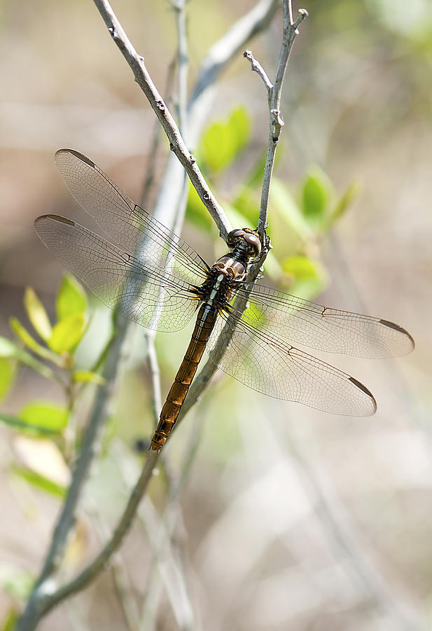 Dragonfly #21 Photograph by Gouzel -