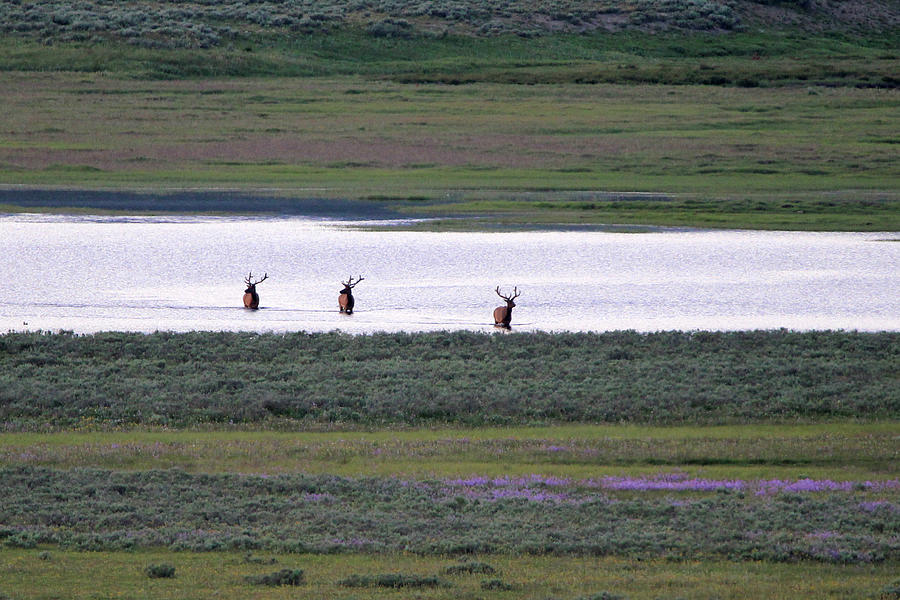 Elk Yellowstone USA #21 Photograph by Bob Savage