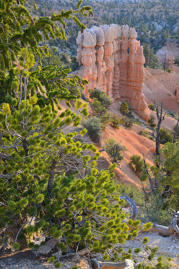 Fairyland Canyon #22 Photograph by Ray Mathis