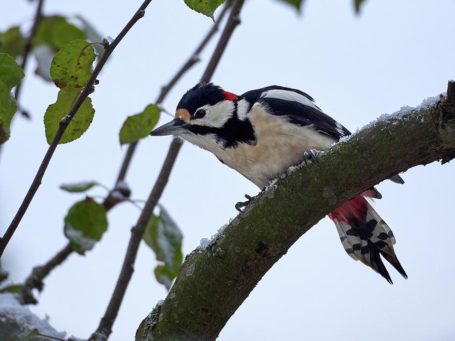 Great spotted woodpecker #21 Photograph by Jouko Lehto