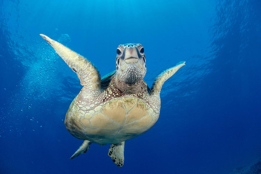 Green Sea Turtle #21 Photograph by Dave Fleetham - Printscapes