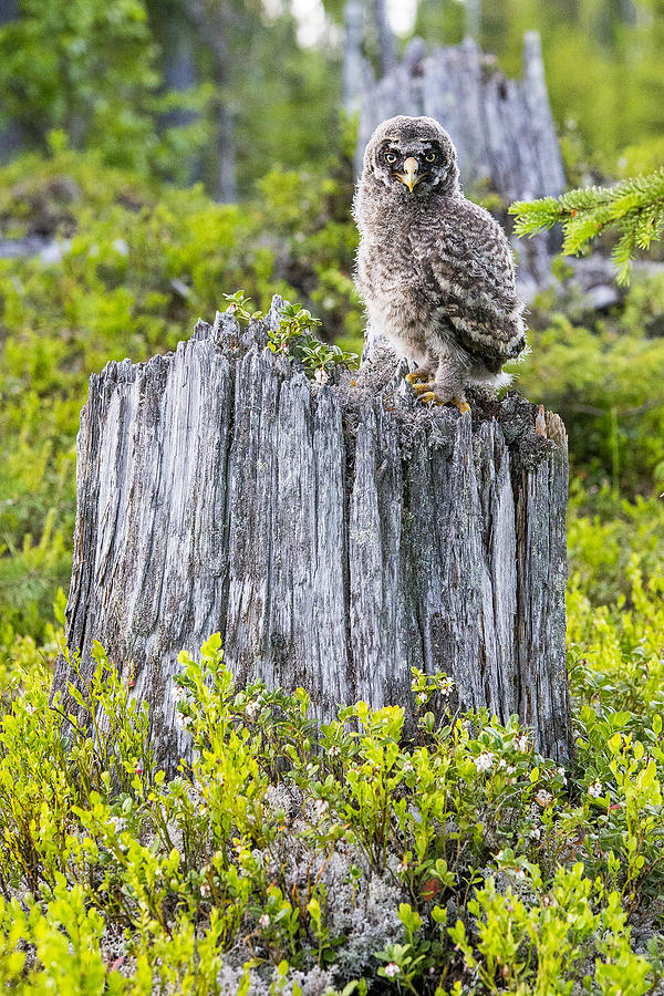 Owl Photograph - Grey Owl #21 by Borje Olsson