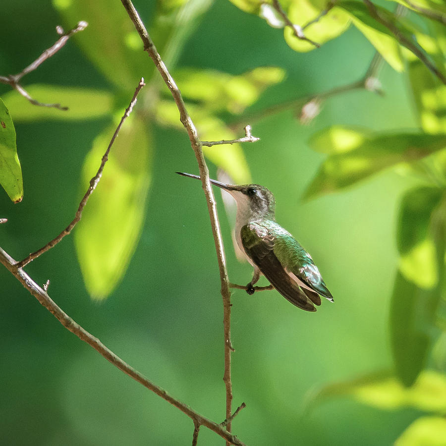 Hummingbird Found In Wild Nature On Sunny Day #21 Photograph by Alex Grichenko