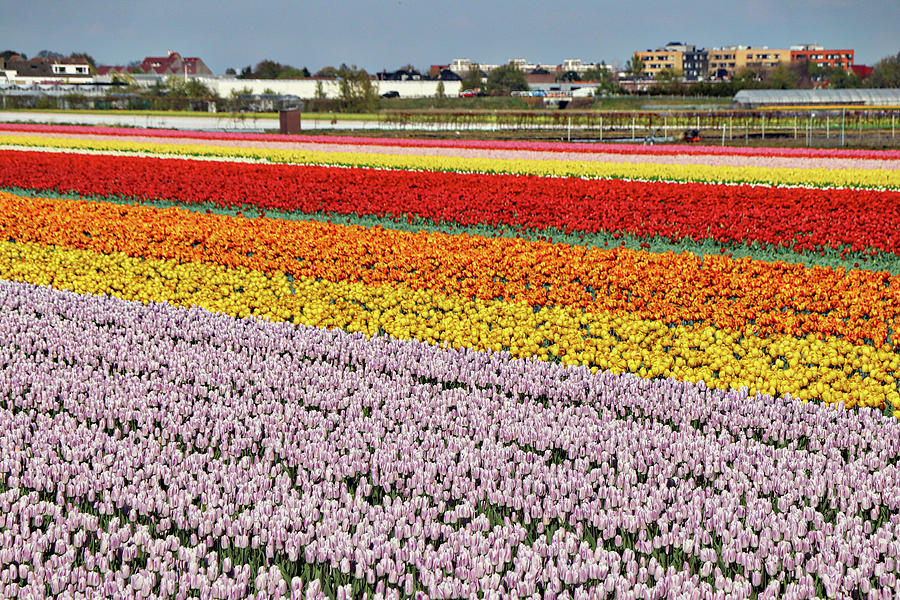 Keukenhof Lisse Tulips Holland Netherlands #21 Photograph by Paul James Bannerman