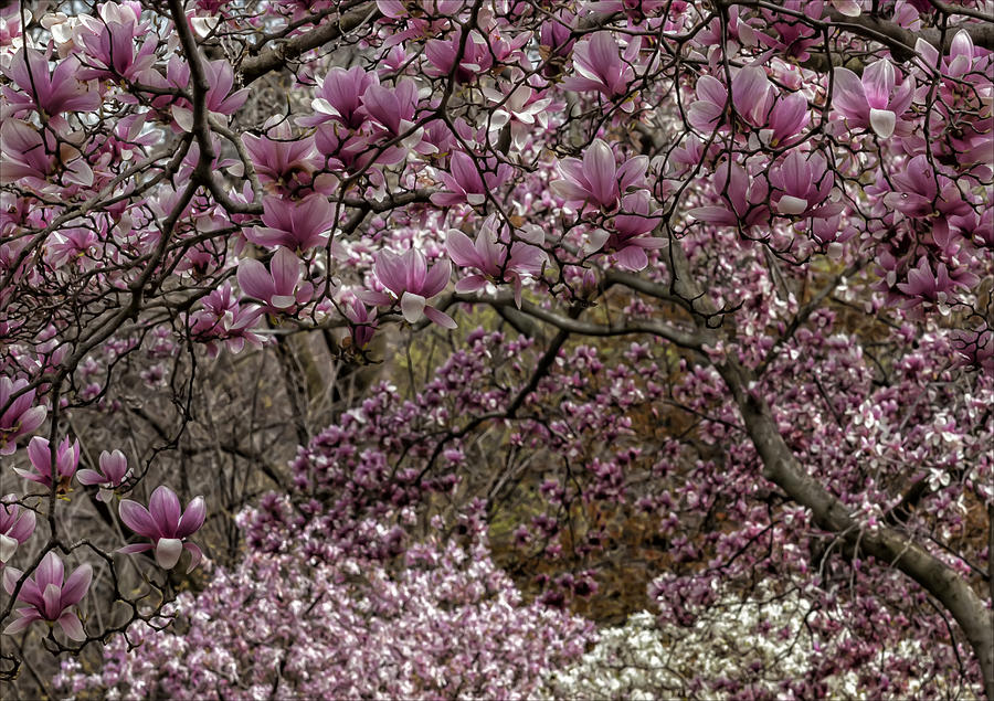 Magnolia Trees #21 Photograph by Robert Ullmann
