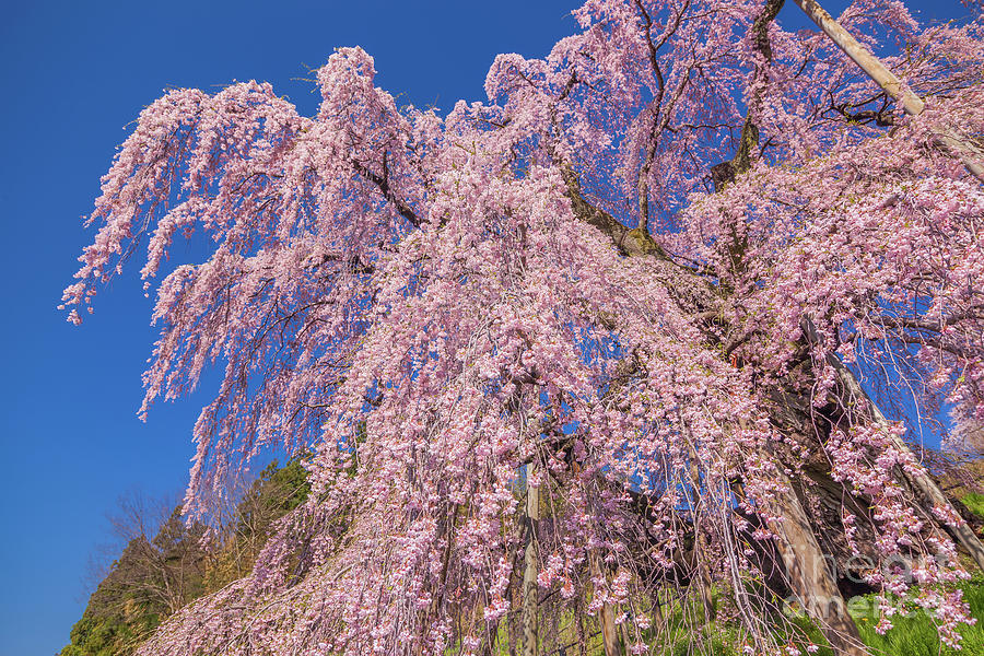 Miharu Takizakura Weeping Cherry21 Photograph by Tatsuya Atarashi ...