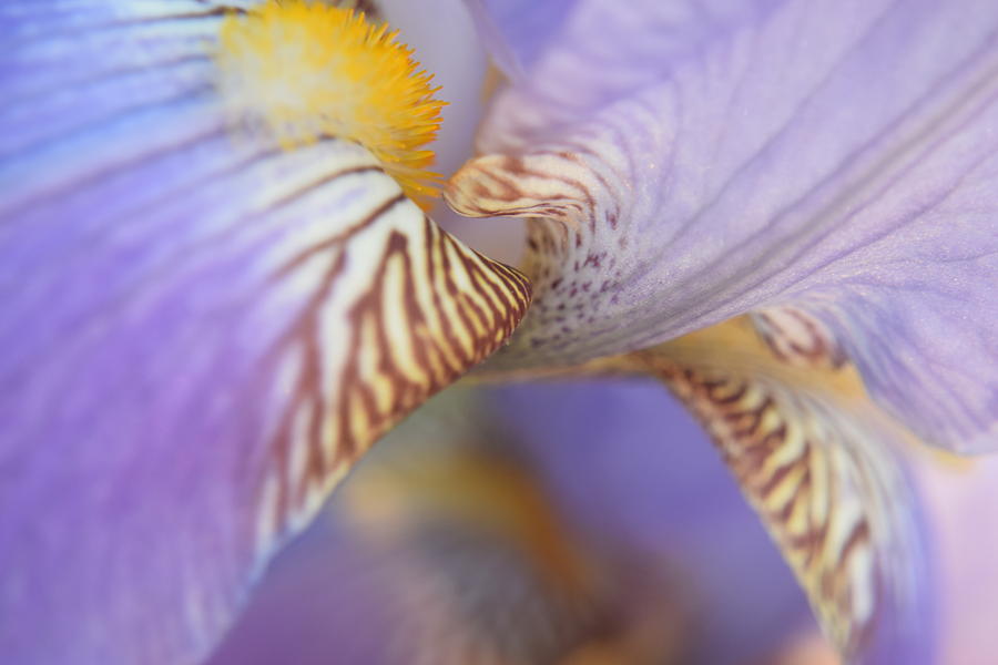 Purple Iris #21 Photograph by Curtis Krusie