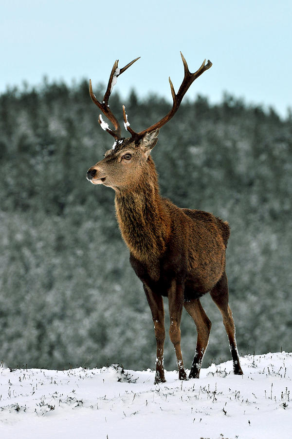Red Deer Stag #21 Photograph by Gavin Macrae