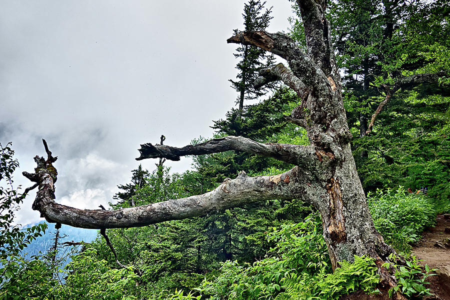Scenes Along Appalachian Trail In Great Smoky Mountains #21 Photograph by Alex Grichenko