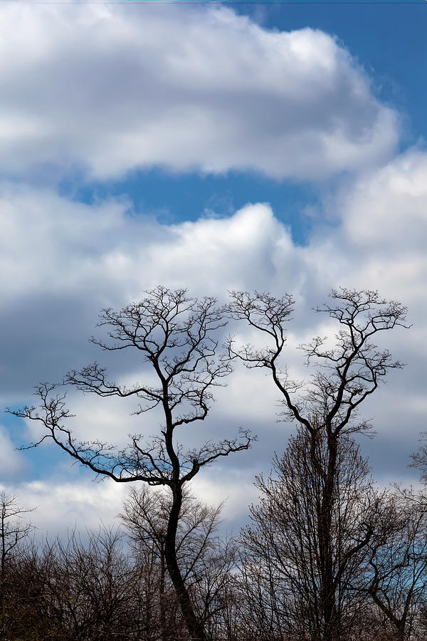 Spring Trees and Clouds #21 Photograph by Robert Ullmann