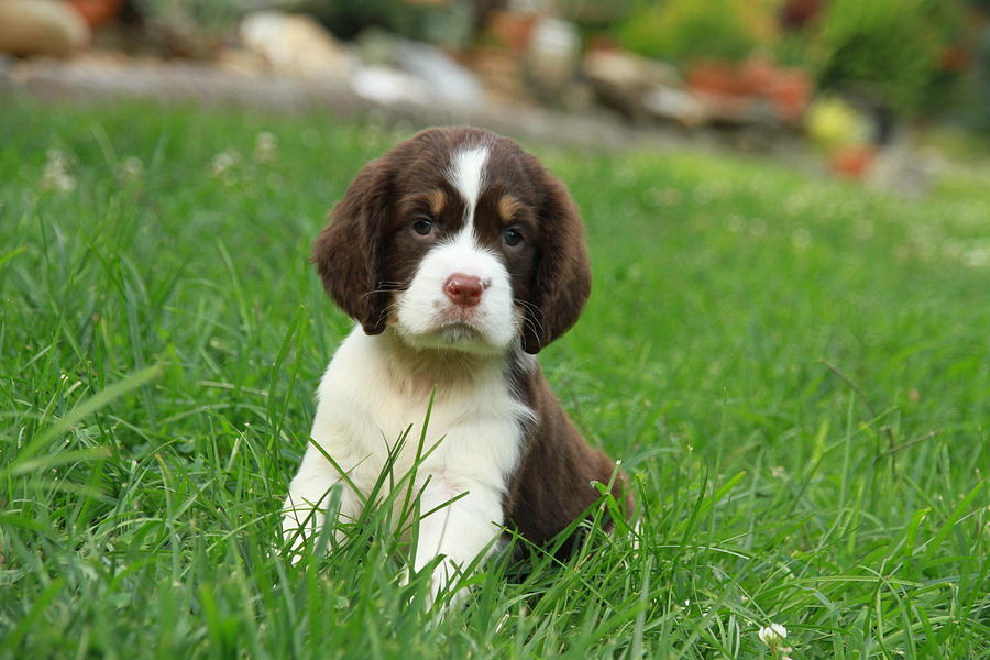 Springer puppies Photograph by John Rouse