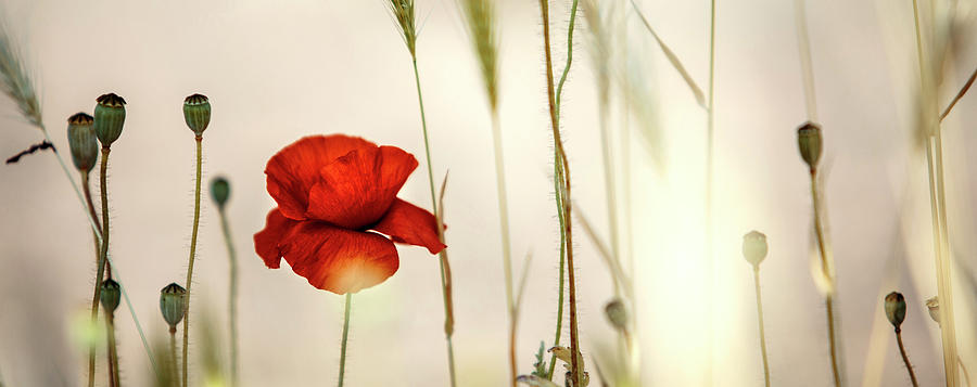 Poppy Photograph - Summer Poppy Meadow by Nailia Schwarz
