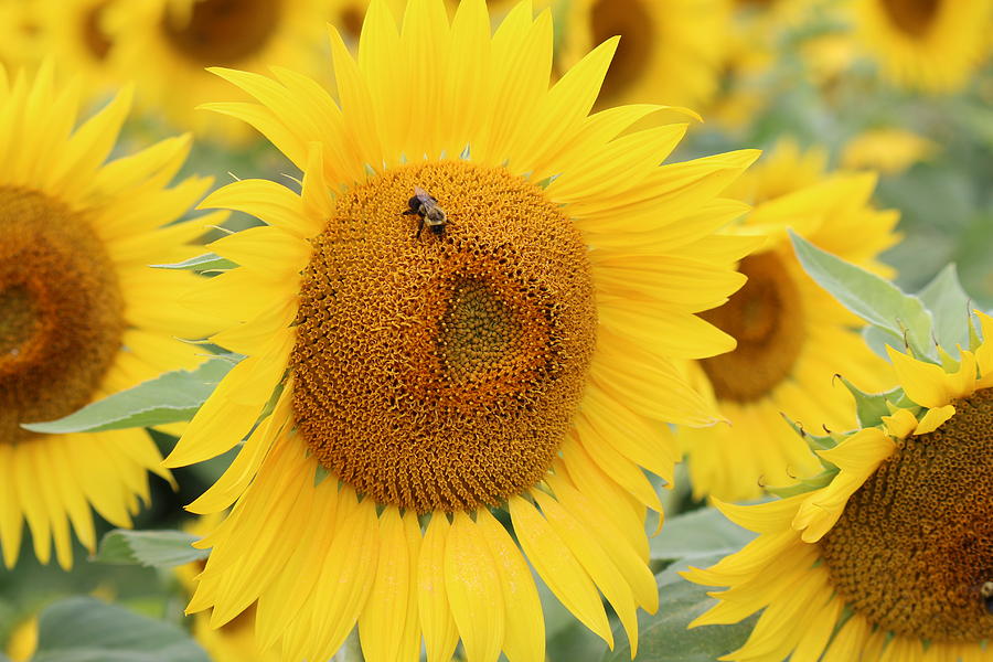 Sunflower #21 Photograph by Donn Ingemie