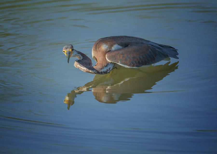 Tricolored Heron #21 Photograph by Tam Ryan