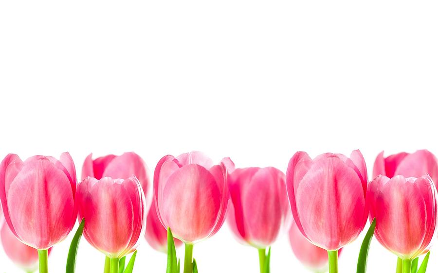 Spring Digital Art - Tulip #21 by Super Lovely