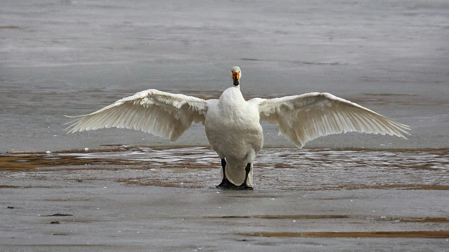 Whooper Swan #21 Photograph by Jouko Lehto