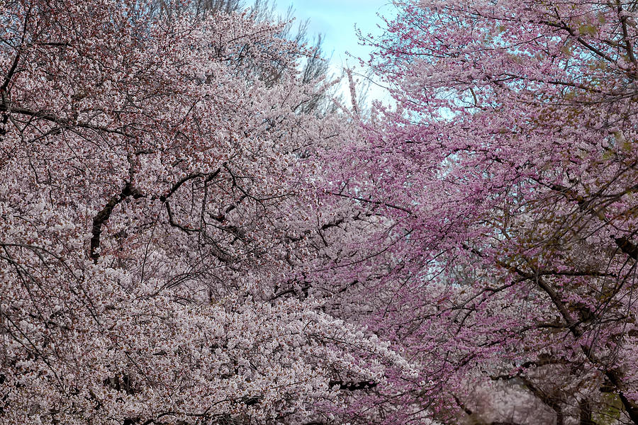 Cherry Blossoms #210 Photograph by Robert Ullmann