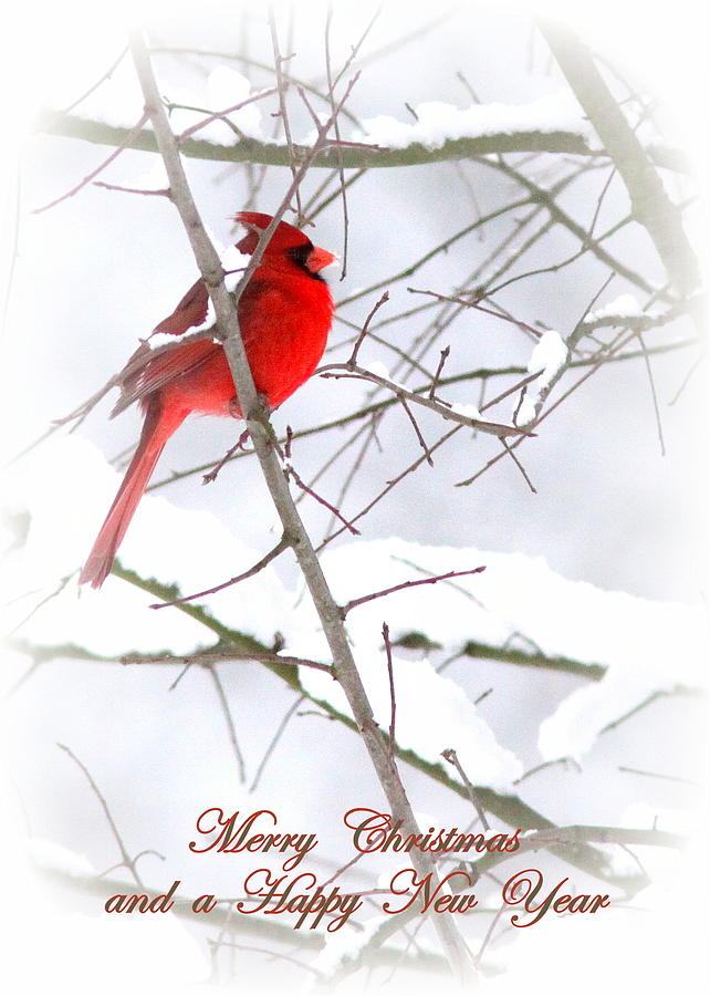 Christmas Photograph - 2105-010 Cardinal by Travis Truelove