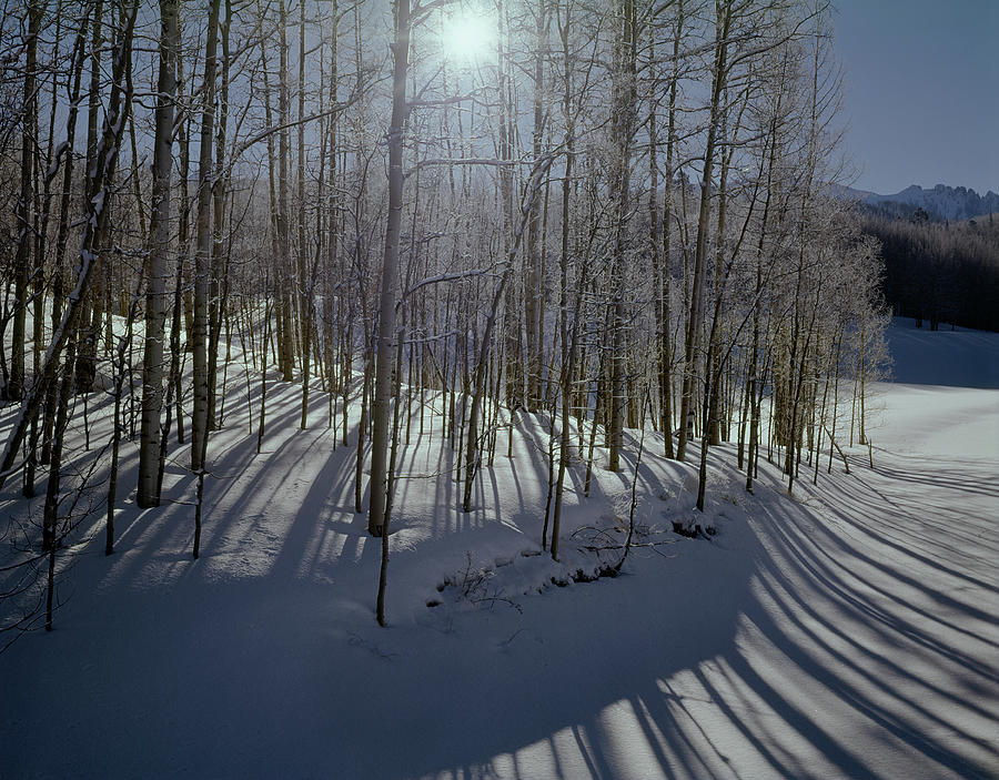 210609 Aspens in Winter with Sunburst Photograph by Ed Cooper Photography