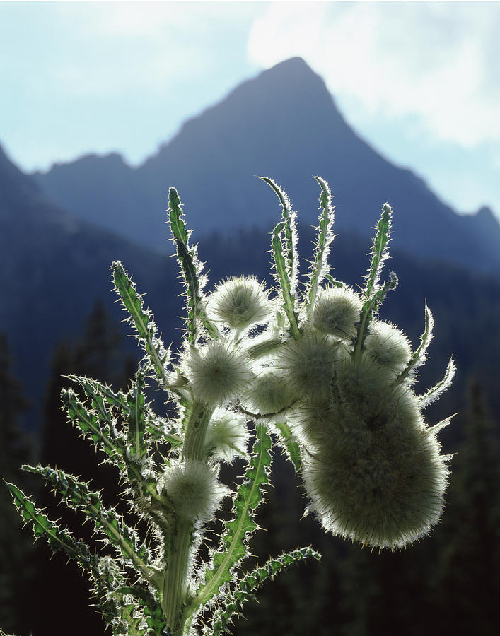 210907 Backlit Thistle and Crestone Needle Photograph by Ed Cooper Photography