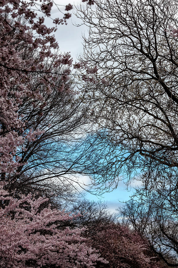 Cherry Blossoms #211 Photograph by Robert Ullmann