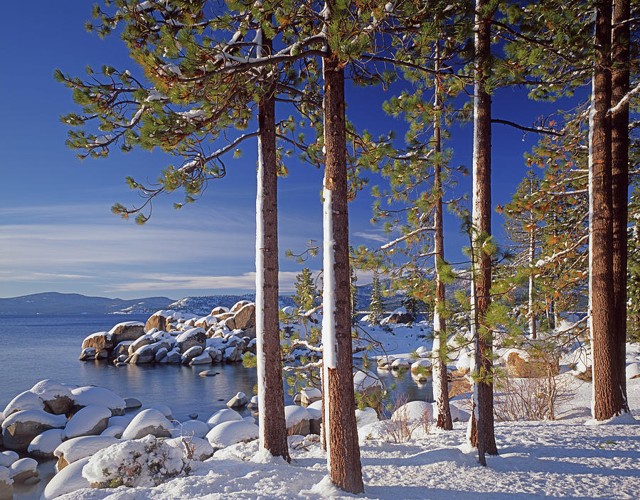 211257 Snow on Tree sides Lake Tahoe Photograph by Ed Cooper Photography