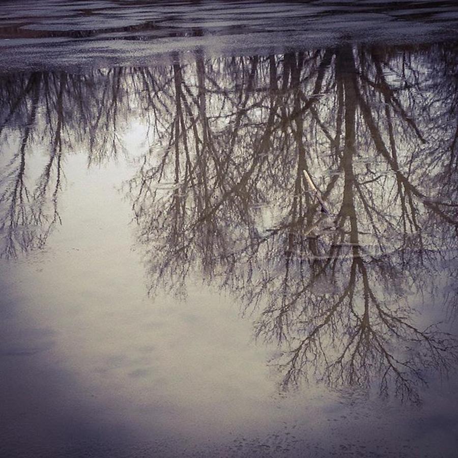 Tree Photograph - Reflection of winter trees by Phunny Phace