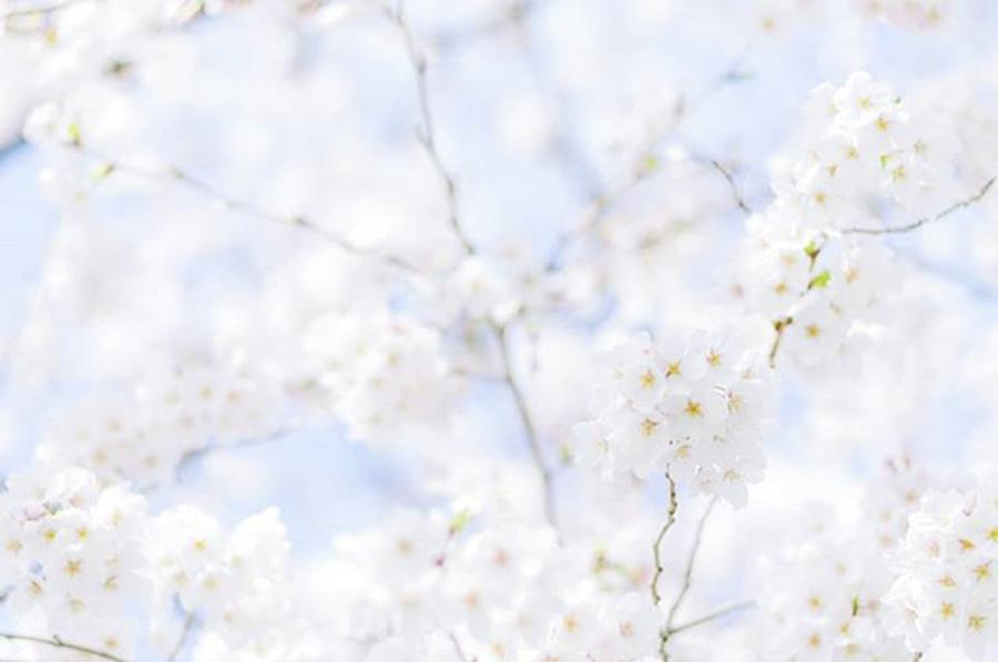Flower Photograph - Instagram Photo #211526190050 by Toshinori Inomoto